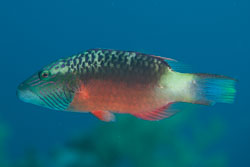 BD-150226-Sharm-6993-Oxycheilinus-digramma-(Lacepède.-1801)-[Cheeklined-wrasse].jpg
